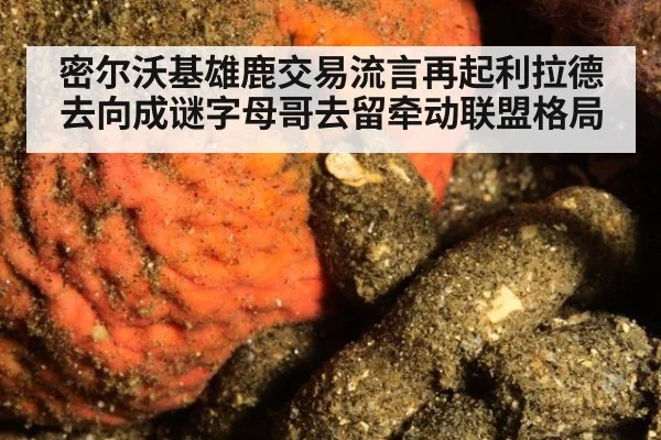 密尔沃基雄鹿交易流言再起利拉德去向成谜字母哥去留牵动联盟格局